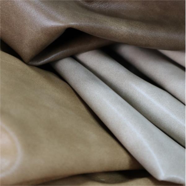 F1069 Elastic Protein